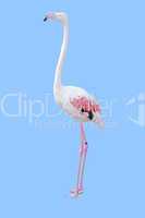Flamingo freigestellt