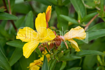 Nachtkerzenblüte