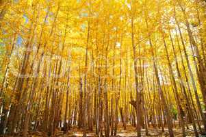 Wide angle fall Aspen Trees