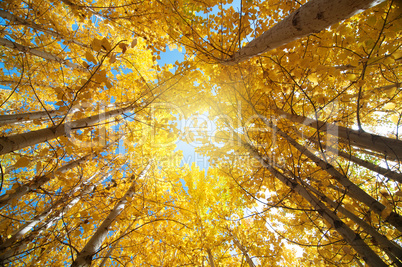 Fall Aspen Trees