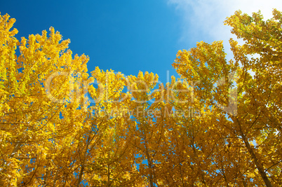 View of Fall Aspen Trees