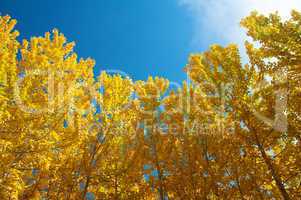 View of Fall Aspen Trees