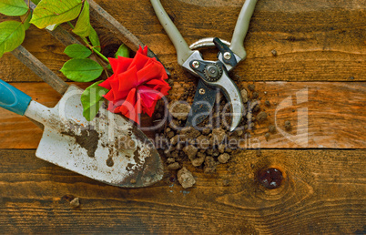 Gardening tools on old wooden table