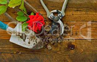Gardening tools on old wooden table