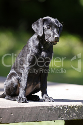 Schwarzer Labrador Retriever Welpe