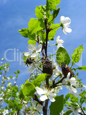 Chafers climbing on blossoming plum