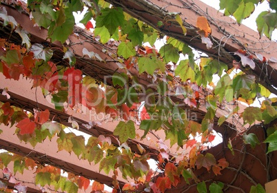 Wooden pergola with autumn leaves