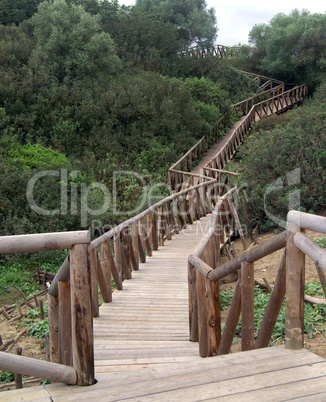 Wooden path in the forest