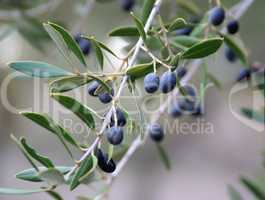 Olive tree with olives