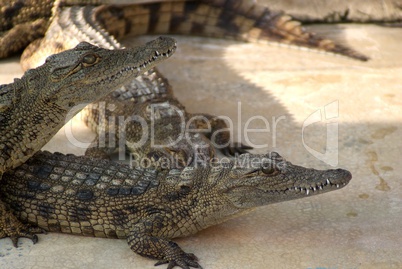 Nile crocodiles