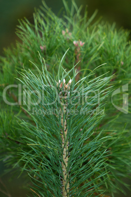 Fir branches