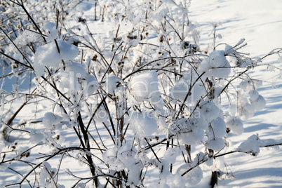 The trees in the snow