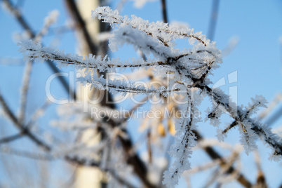 The trees in the snow