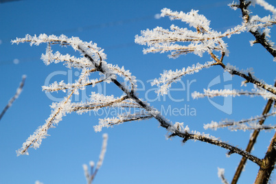 The trees in the snow