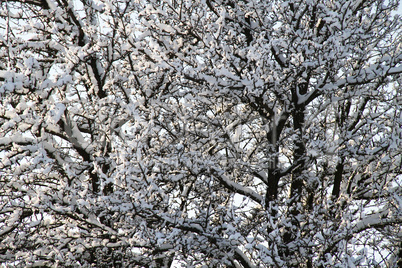 The trees in the snow