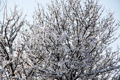 The trees in the snow