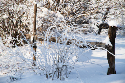 The trees in the snow