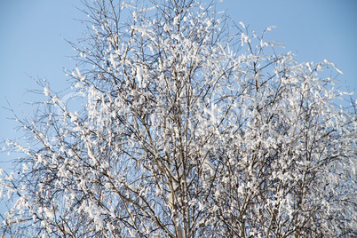 The trees in the snow