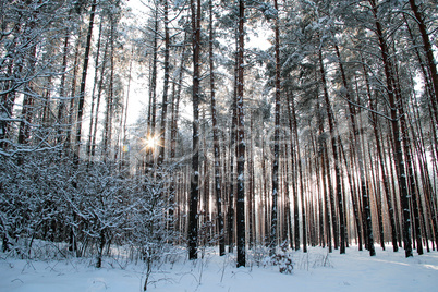 Winter forest