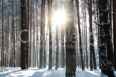 Winter forest