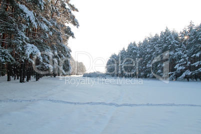 Winter forest