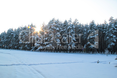 Winter forest