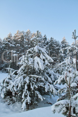 Winter forest