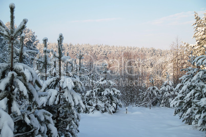 Winter forest