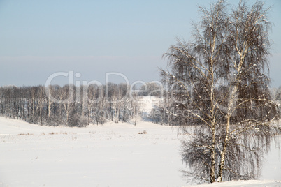 Winter landscape