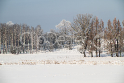 Winter landscape