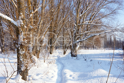 Footpath in the snow in park