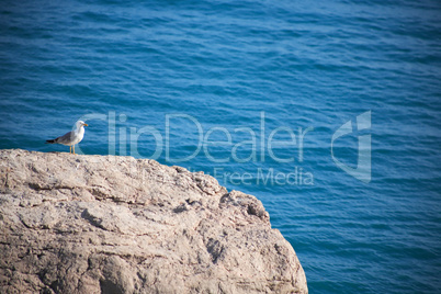 Bird On The Rock