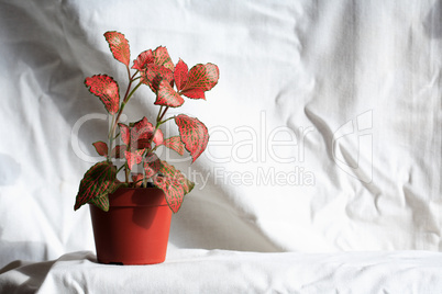 Potted Plant