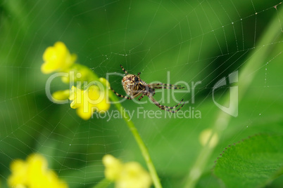 Spider In His Web