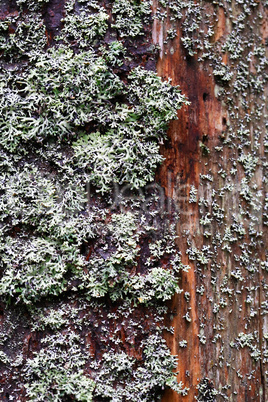 Moss On Tree