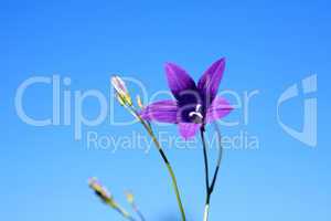 Campanula Against Sky