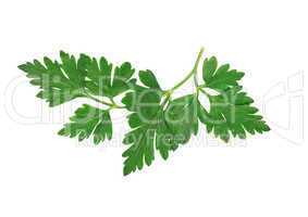 Parsley On White