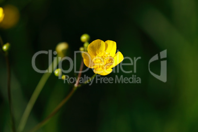 Small Yellow Flower