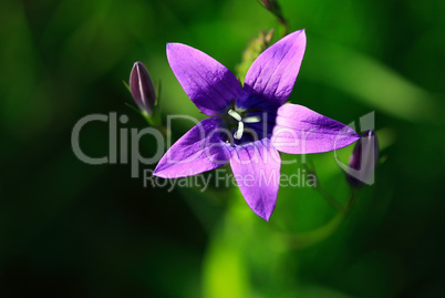 Purple Wildflower