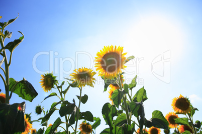 Sunflowers