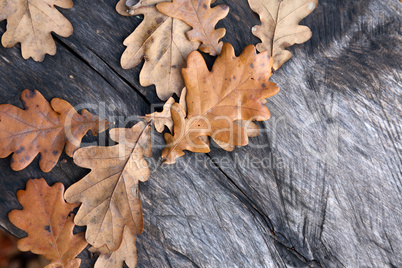 Oak Leaves