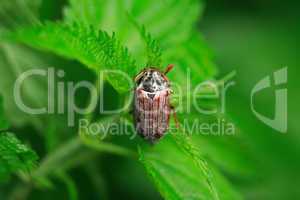 May Bug On Grass