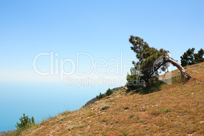 Pine On Mountain