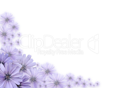 Violet Flowers Greeting Card