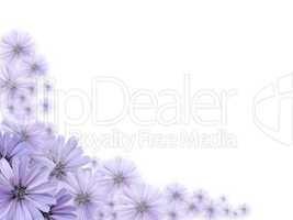 Violet Flowers Greeting Card