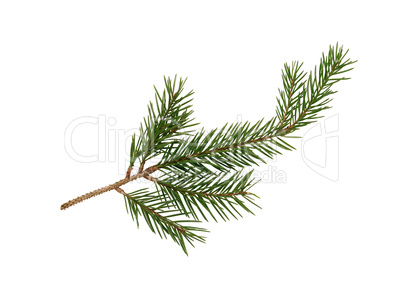 Fir Tree Branch