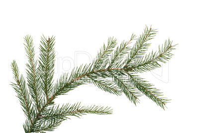 Fir Tree Branch