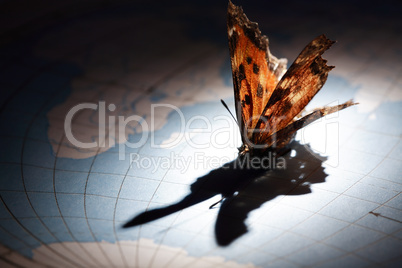 Butterfly On Map