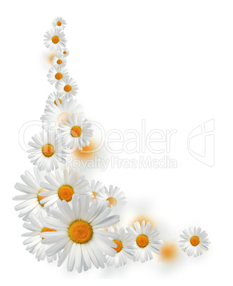 Daisy Border