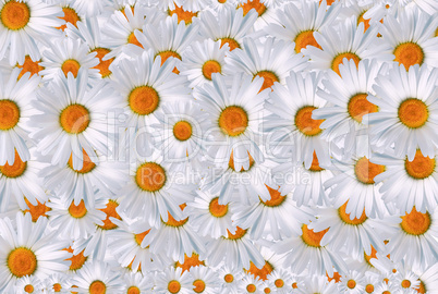 Daisy Background